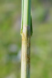 Image result for Sericanthe