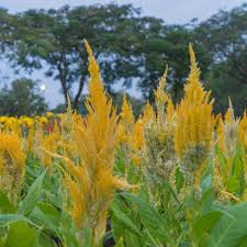 Image result for Celosia pandurata