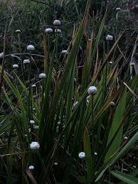 Image result for Eriocaulon teusczii