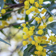 Image result for Acacia lasiopetala
