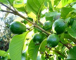 Standard european pear trees with. Forum Tropical Fruit Trees Successfuly Grown In Sydney Wollongong Newcastle
