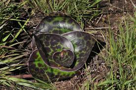 Image result for Ledebouria macowanii