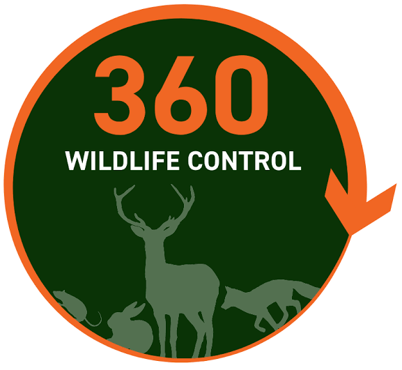 About 360 Wildlife