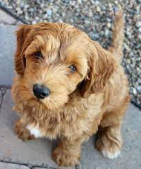 View labradoodle puppy pictures sent to us by new owners! Lupine Lane Labradoodles