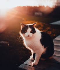 If you are obsessed with pop culture, here are 130 famous cat names you'll want to check out. 150 Best Black White Names For Tuxedo Cats Cat Mania