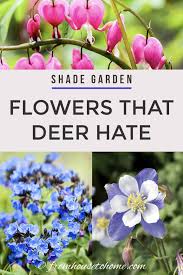 Deer in different areas seem to be attracted to different plants. Pin On Shade Garden