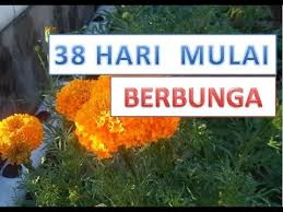 Check spelling or type a new query. Cara Menanam Bunga Mitir Agar Cepat Berbunga Di Ember Bekas Dan Teknik Menanam Marigold Youtube