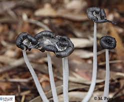 Image result for Coprinus sp.