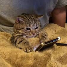 This Tabby Kitten Must Be Waiting For A Response To A Friend Request On His Mobile Phone Cute Kittens Komik Hayvan Fotograflari Sevimli Kediler