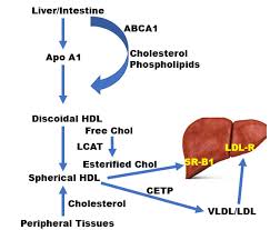 Image result for Lipid