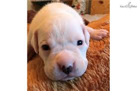 Petland jacksonville florida has boxer puppies for sale! White Boxer Boxer Puppy For Sale Near Ft Myers Sw Florida Florida 0aee9c02 66a1