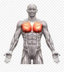 Small muscles running between the ribs, known as the external intercostal muscles, lift the ribs during deep breathing to further expand the chest and lungs and provide even more air to the body. Abdominal Muscles Anatomy Chest Muscle Anatomy Male Png Muscles Png Free Transparent Png Images Pngaaa Com