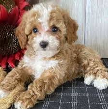 You may find cavoodles who need a home on facebook pages such as texas sweeties dog rescue. Cavapoo Rescues For Adoption Our Fit Pets