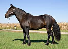 Mustangs sind die wild lebenden pferde nordamerikas. Mustang Pferd Wikipedia
