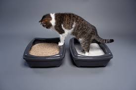 Global Pet Foods » Cats