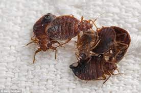 Richmond va exterminator, pest control & termite inspector. Bed Bug Extermination In Richmond Va By Pest Control Medium