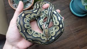 Currently, the cost can range from $200 to $15,000. Weird Color Change Red Axanthic