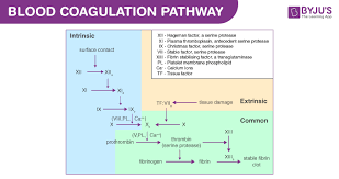 Image result for Common Clotting Pathway