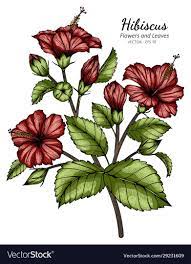 Red Hibiscus Flower And Leaf Drawing Illustration With Line Art On White Backgrounds Download Hibiscus Flower Drawing Hibiscus Drawing Hawaiian Flower Drawing