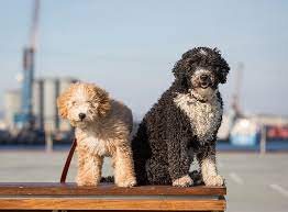 Ein spanischer wasserhund wird in seiner heimat perro de agua español oder einfach perro genannt. Spanischer Wasserhund Im Rasseportrait Zooroyal Magazin