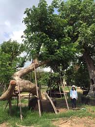 ต้นจามจุรี ฟอร์มลีลาสวยแปลกตา ไม่เหมือนใคร 🌳 สั่งไม้กับเรานี่สิเด็ด 👍🏻👍🏻👍🏻 เพราะมีแต่ไม้เด็ดๆ #ต้นมั่งมี #ต้นชุมแสง #ต้นหว้าน้ำโขง #ต้นพยอม #ไม้ล้อม #ไม้โครงการ #ต้นพยุง #ต้นกันเกรา #มะขาม #ต้นแคนา #ไม้มงคล #ต้นปีบ #ต้นล่ำซำ #ต้นกาสะลอง #ไทร ...