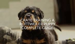 Fortunately, they are highly trainable and quick to learn. Crate Training A Rottweiler Puppy Complete Guide Jubilant Pups