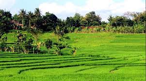 Kalau yang satu ini sudah berbeda dengan. Gambar Pemandangan Alam Pedesaan Harian Nusantara