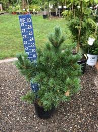 Pine, white stowe's pillar 15 g. Evergreen Trees Page 5 Catskill Native Nursery Plant Shop
