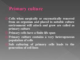 The structure is identical in both, except that flagella are longer and whiplike and cilia are shorter. Introduction To Animal Cell Culture Introduction Cell Culture