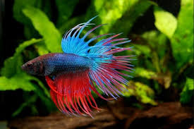 When It Comes To Keeping Fish In The Aquarium Feeding Is Always Part Of The Maintenance Making Sure That Your Fis Betta Fish Types Betta Fish Tank Betta Fish