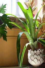 Check spelling or type a new query. How To Care For A Bromeliad After It Blooms Homestead Brooklyn