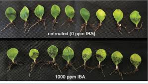 More than 1500 species have been recorded, occurring in all tropical and subtropical regions of the world. Figure 1 From Propagation Of Arid Land Peperomia Peperomia Blanda Var Floribunda Via Leaf Cuttings Semantic Scholar