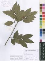 Image result for Marquesia