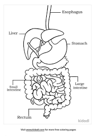 We have collected 37+ digestive system coloring page images of various designs for you to. Digestive System Coloring Pages Free Human Body Coloring Pages Kidadl Coloring Home