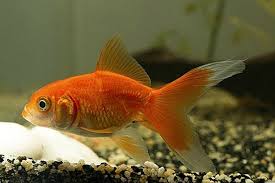 Maybe you would like to learn more about one of these? Apakah Punca Bintik Bintik Kulit Brown Pada Goldfish 2021