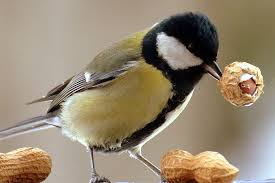 Futterspender sollten trocken und sauber sein. Futterhauschen Selber Bauen Nabu