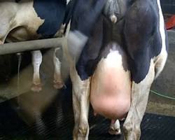 Image of Mastitis pada sapi perah