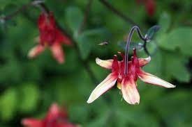 Pin On Flowers