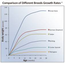 Golden Retriever Growth Chart Pictures Www