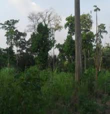 Image result for Adenia rumicifolia