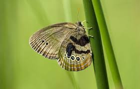 Image result for Satyrium schimperi