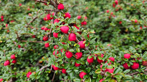 Image result for Cotoneaster microphyllus