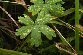 Image result for Pseudopeziza tracheiphila