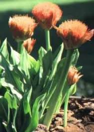 Image result for Scadoxus puniceus
