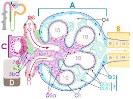 Schrier rw, gottschalk cw, eds. File Renal Corpuscle Svg Wikimedia Commons