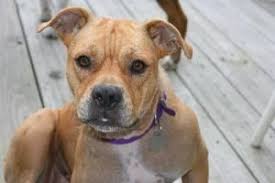 « » press to search craigslist. Nicky Is An Adoptable Boxer Dog In Albany Ny Homeward Bound Dog Rescue Is An All Volunteer Rescue Organization And Puppy Adoption Boxer Dogs Dogs And Puppies