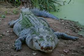 Yaz Uykusu Nedir Crocodiles Hayvanlar Hayvan