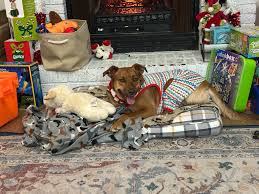 Can some one call me from this group, my mom is very sick and has had  double leg amputations & is in no means able to care for her dog anymore she