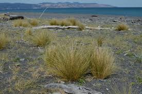 Image result for Poa schimperiana