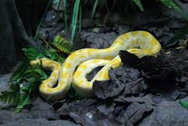 Additionally, there are coloring sheets to print or use on your. File Albino Burmese Python Jpg Wikipedia